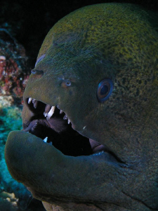 Eel at the Rowley Shoals. Olympus C5060 by Mick Tait 